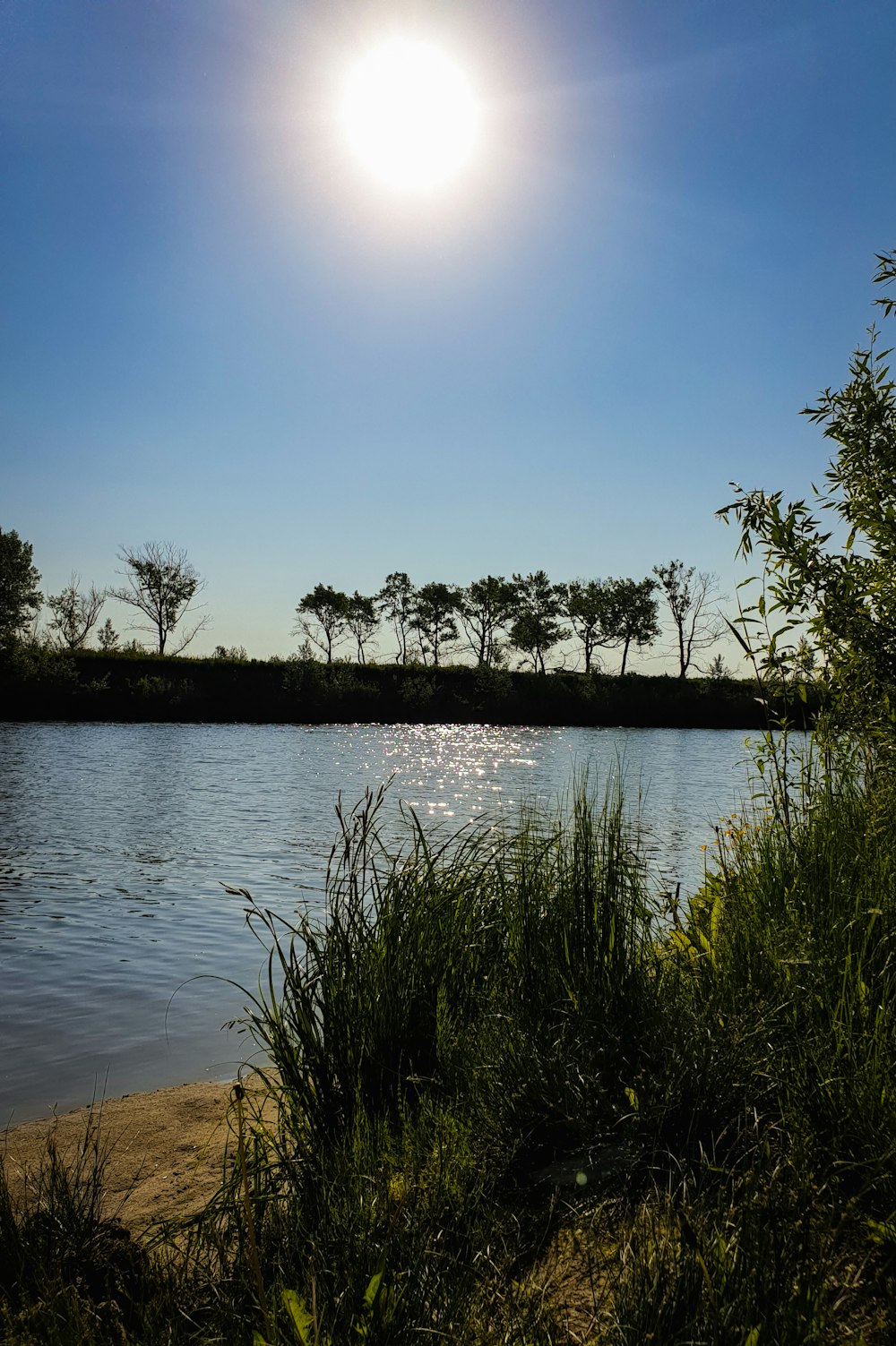 green grass near body of water during daytime