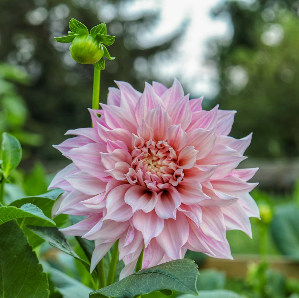 pink and white flower in tilt shift lens