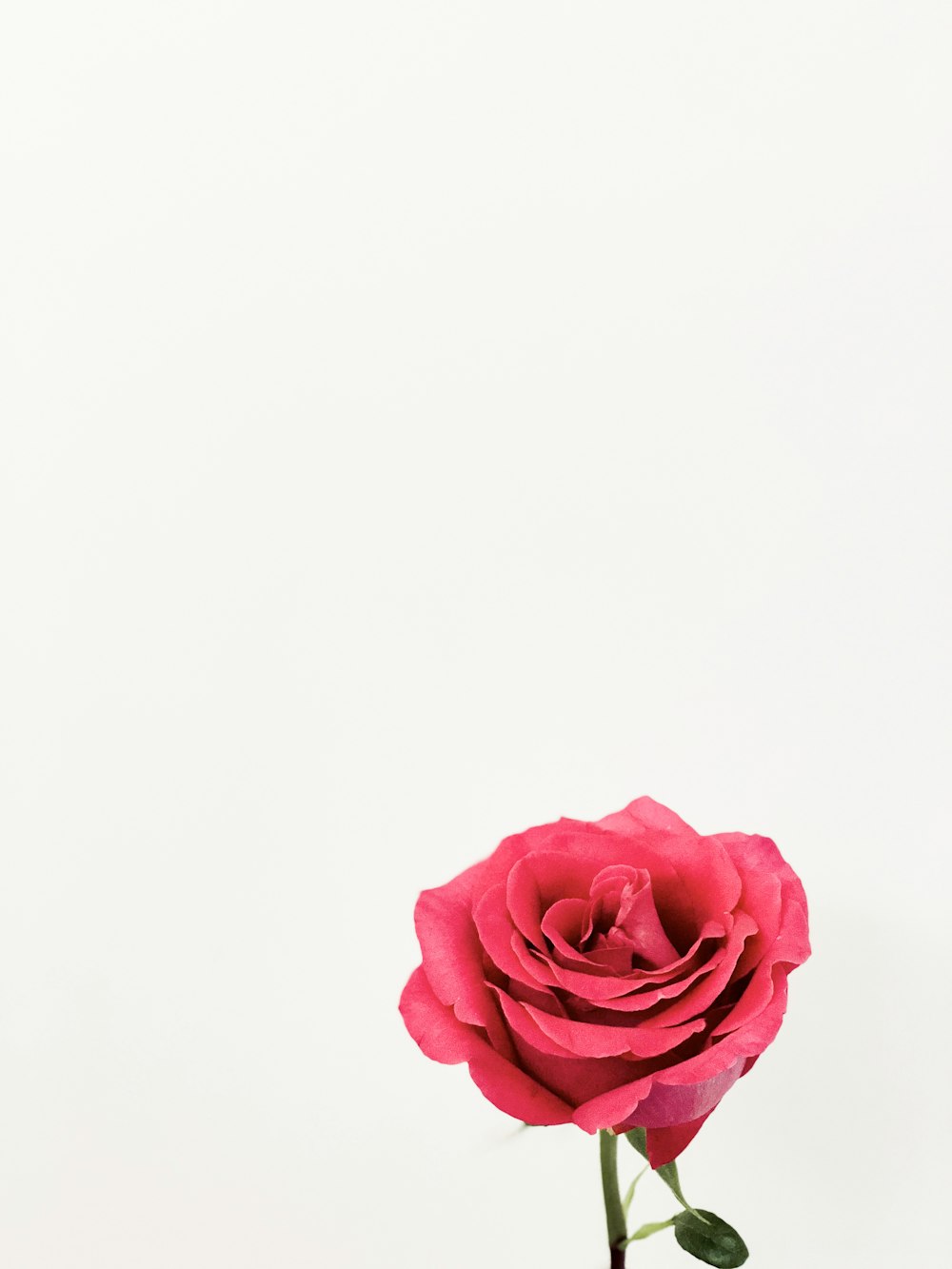 pink rose in bloom close up photo