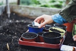 A close-up of hands planting seeds in a community garden.