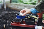 Close-up of hands holding nutrient-rich compost ready for planting.