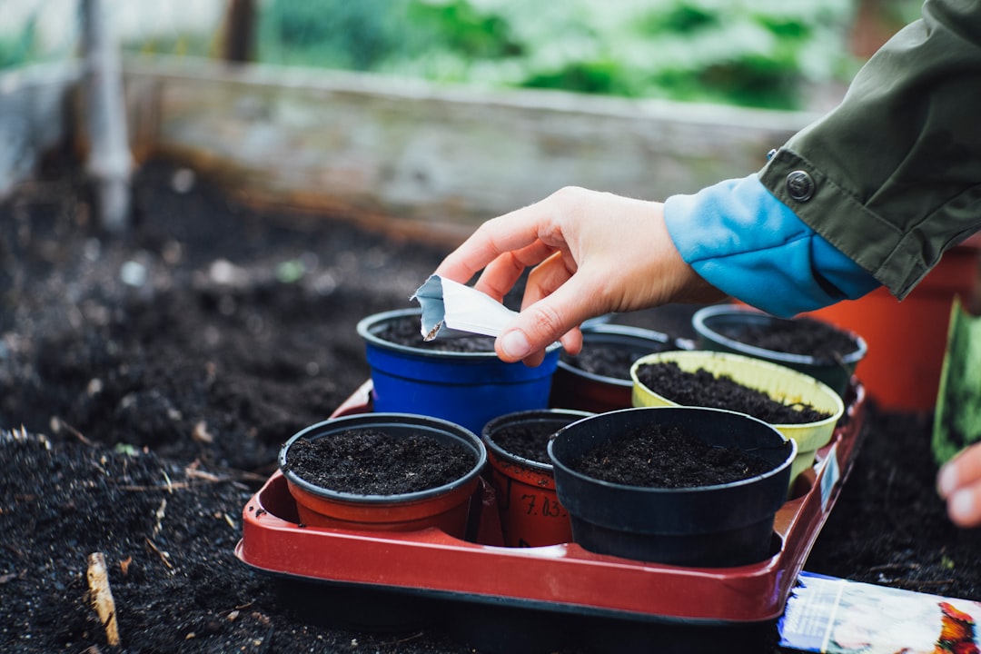 羅漢松種植指南：澆水、施肥、修剪和換土秘訣
