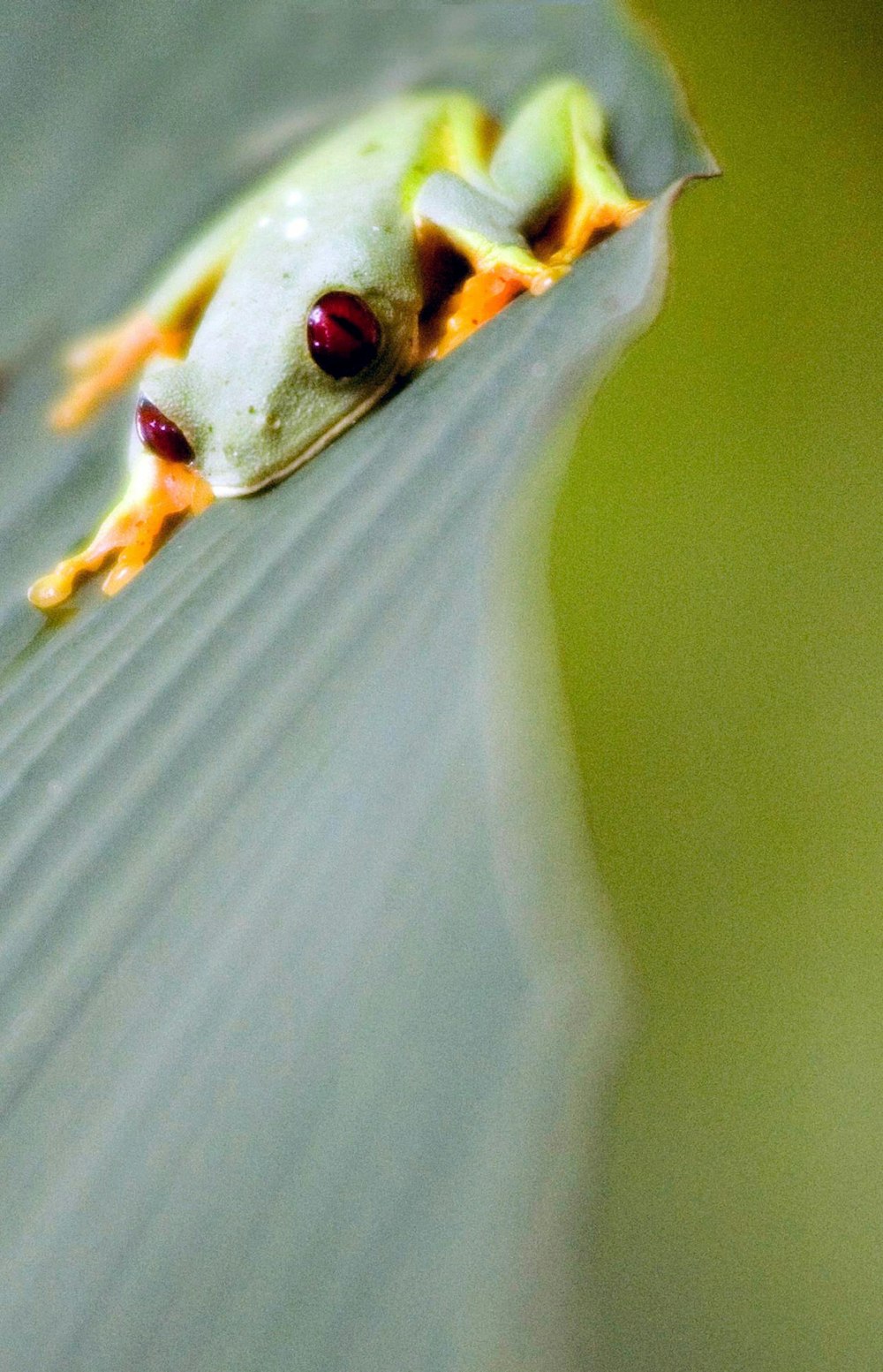 white and brown frog on green leaf