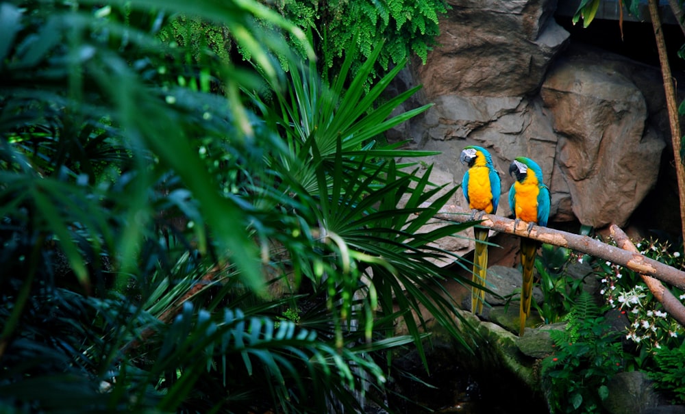 2 pájaros en la rama de un árbol