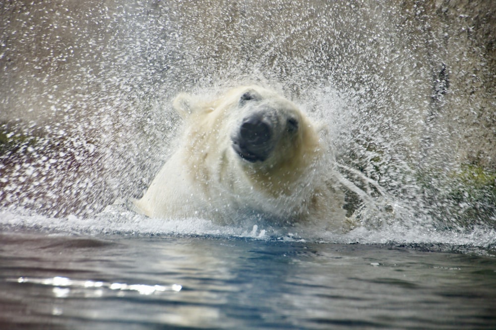 polar bear in water during daytime