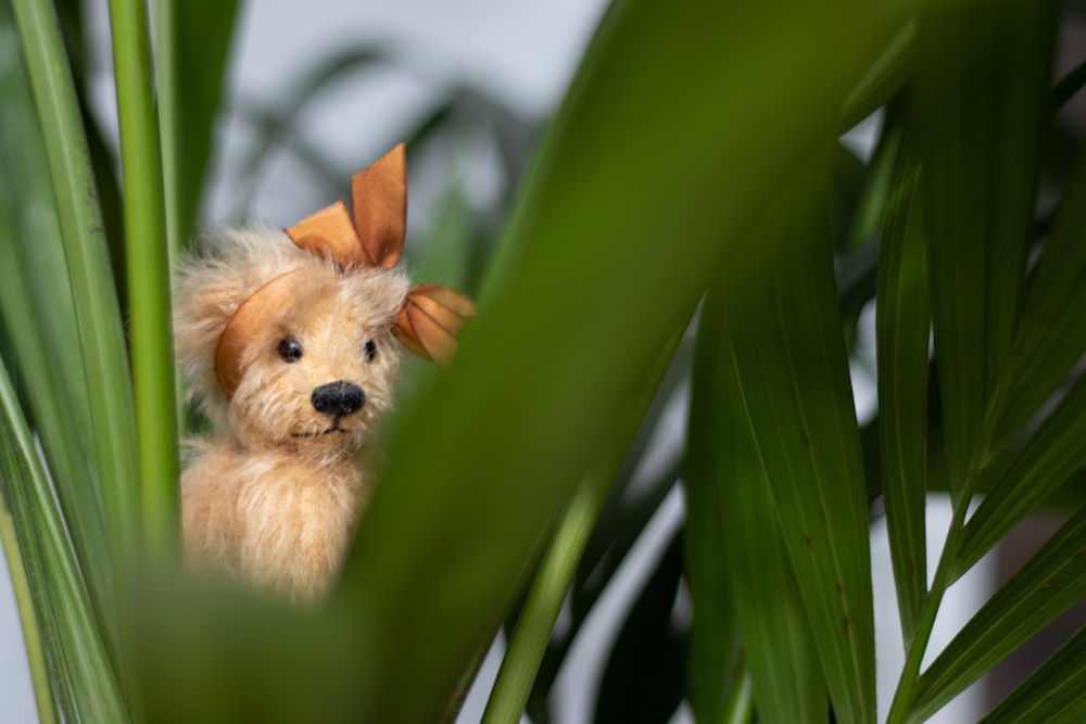 brown long coated small dog on green leaf plant during daytime