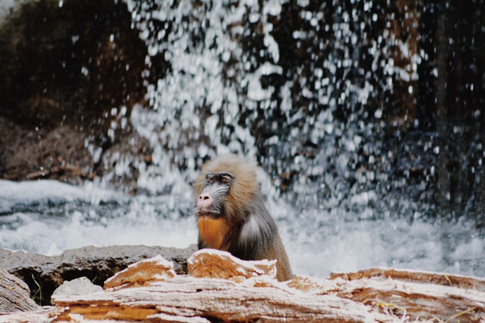 brown monkey sitting on brown rock during daytime