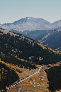 green trees on mountain during daytime