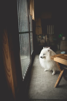 A fluffy white dog is sitting next to a large window with vertical blinds, appearing relaxed and content. The interior setting has a rustic feel, with wooden elements and soft lighting from outside. A small wooden table is positioned near the dog, adding to the cozy atmosphere.