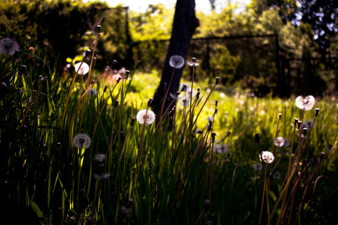 white dandelion flower field during daytime