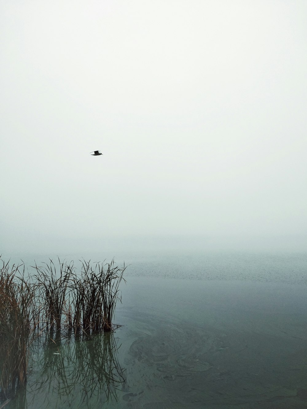 bird flying over the sea during foggy weather