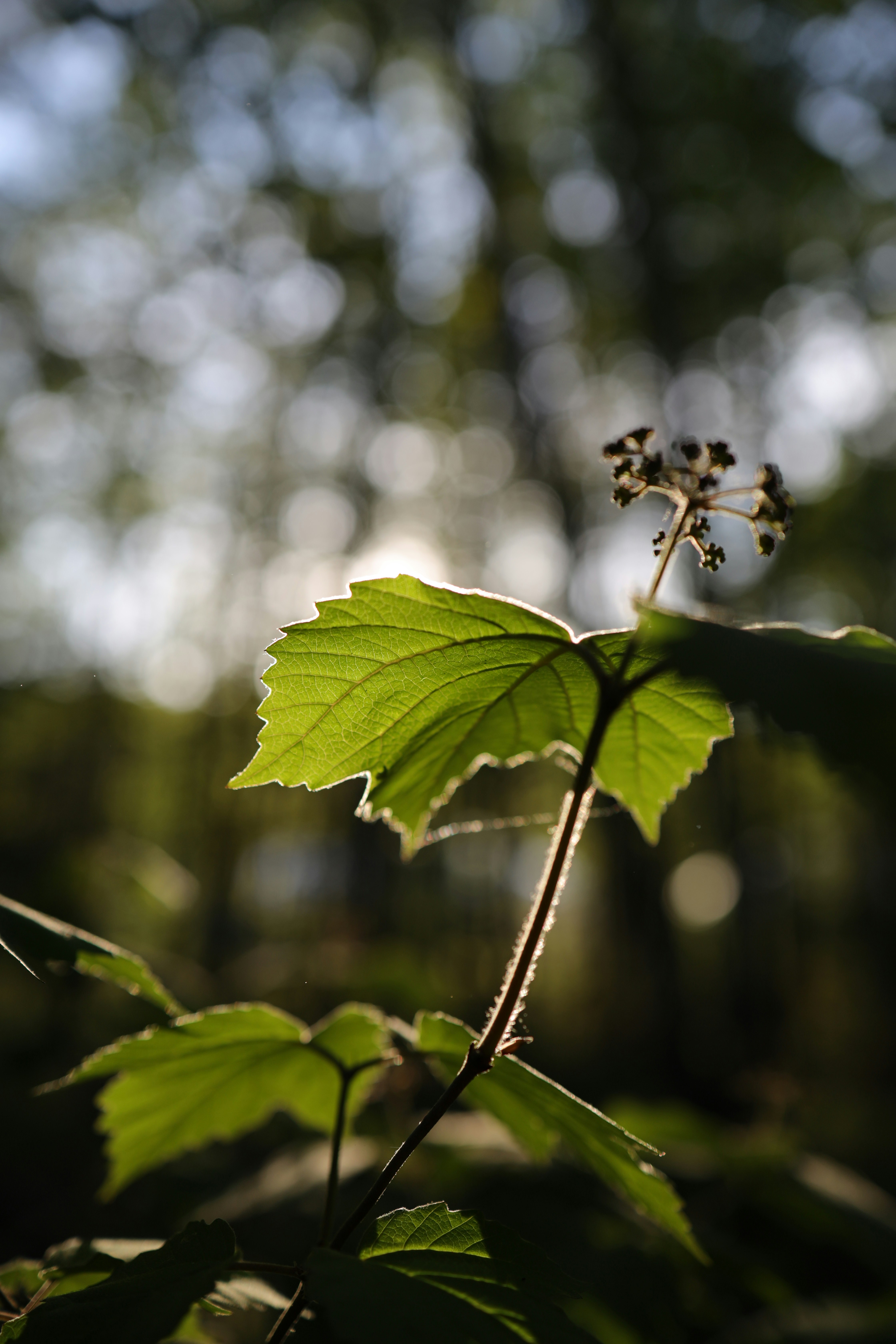 Photo by rumielmaxime