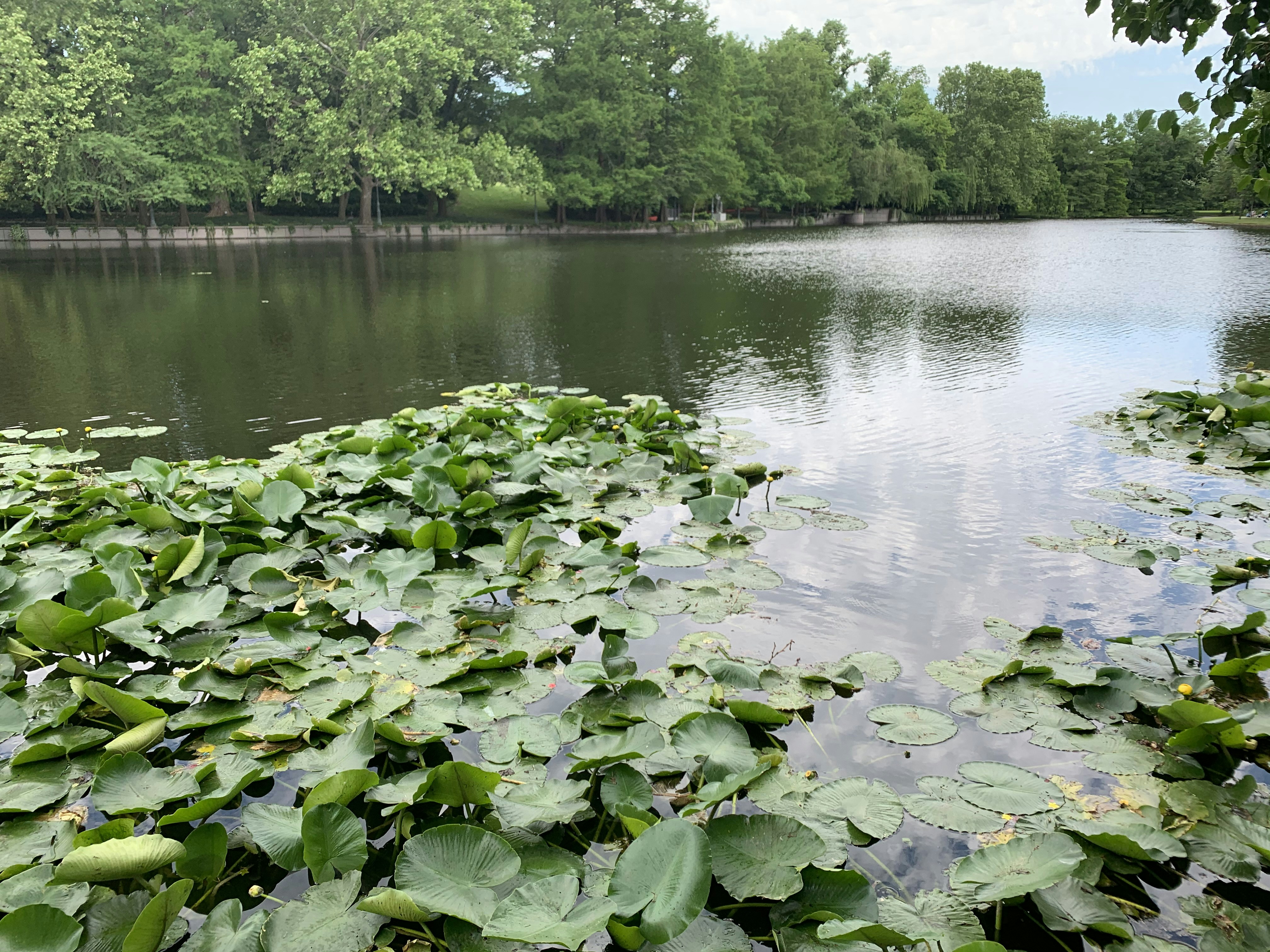green water lilies on water