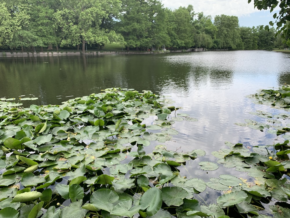 green water lilies on water