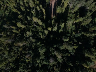 A panoramic view of a dense, healthy forest representing sustainable sylviculture.