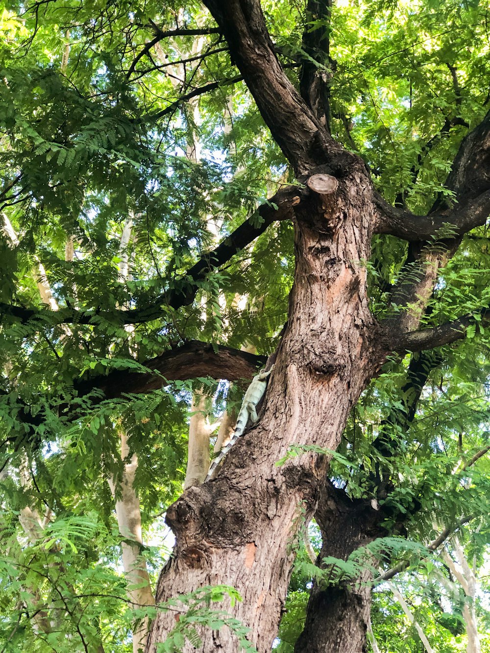 green tree with brown trunk