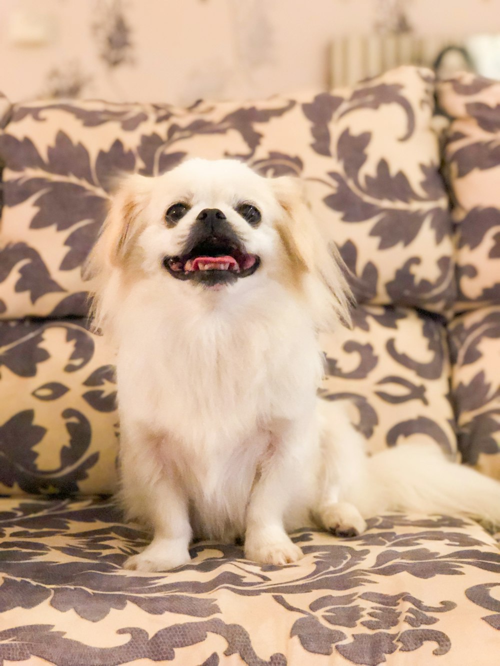 white and brown long coated small dog on brown and black floral couch