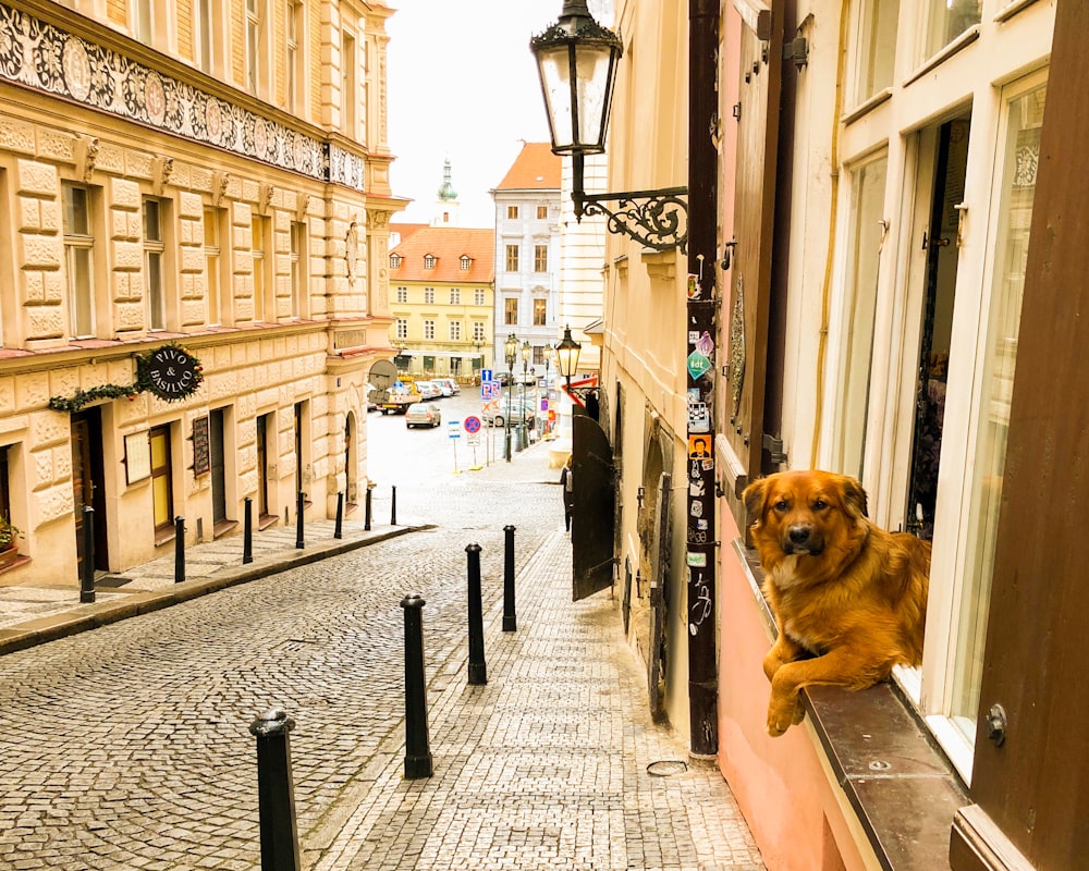 brown short coated dog walking on sidewalk during daytime