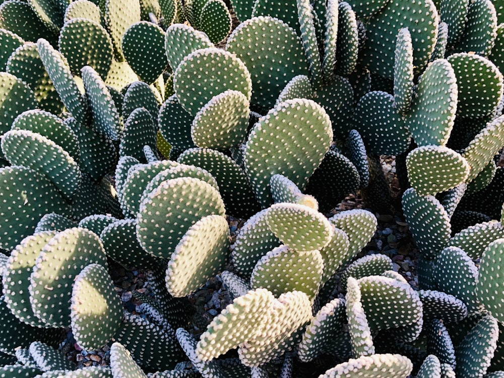 Planta de cactus verde durante el día