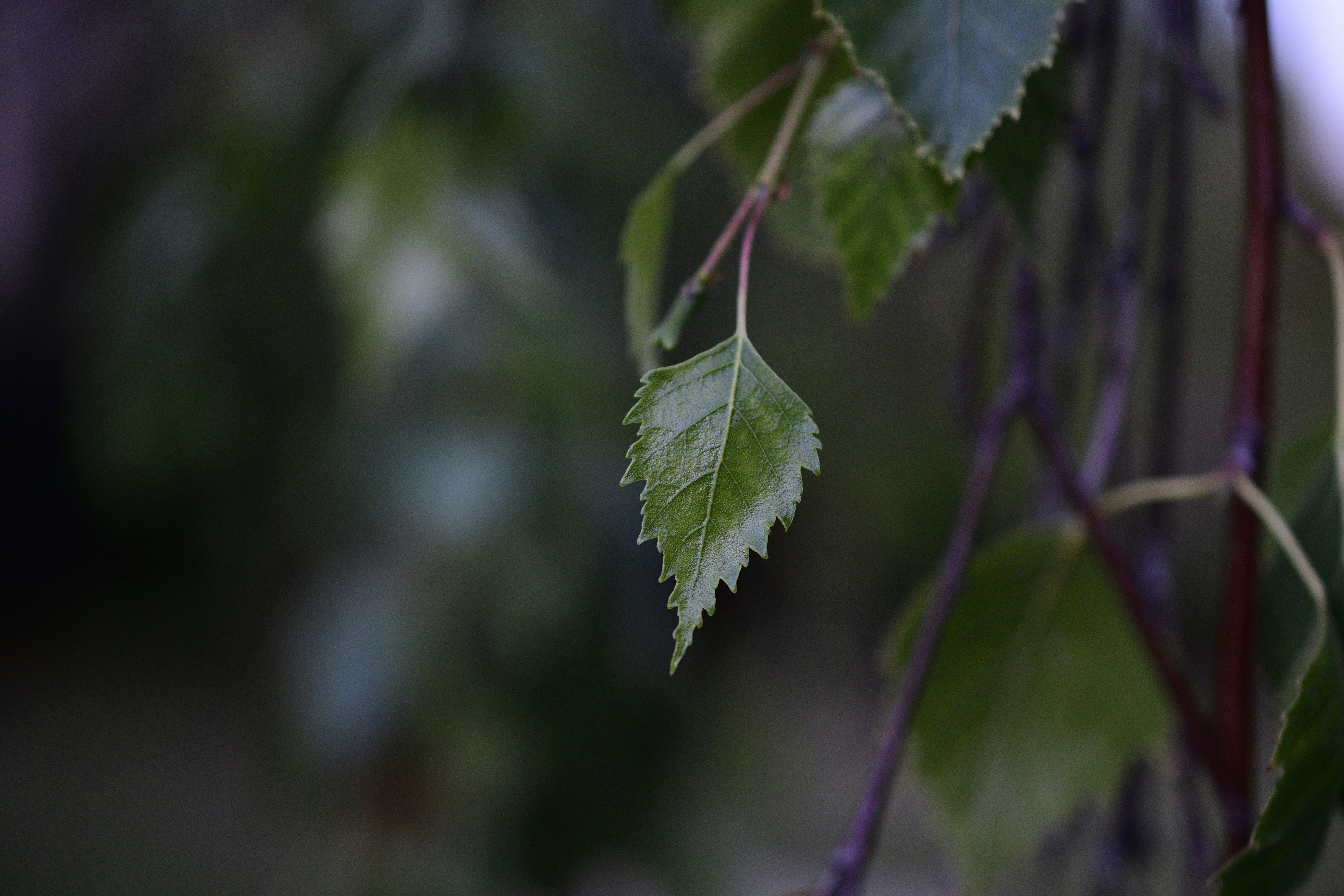 vascular-system-in-plants