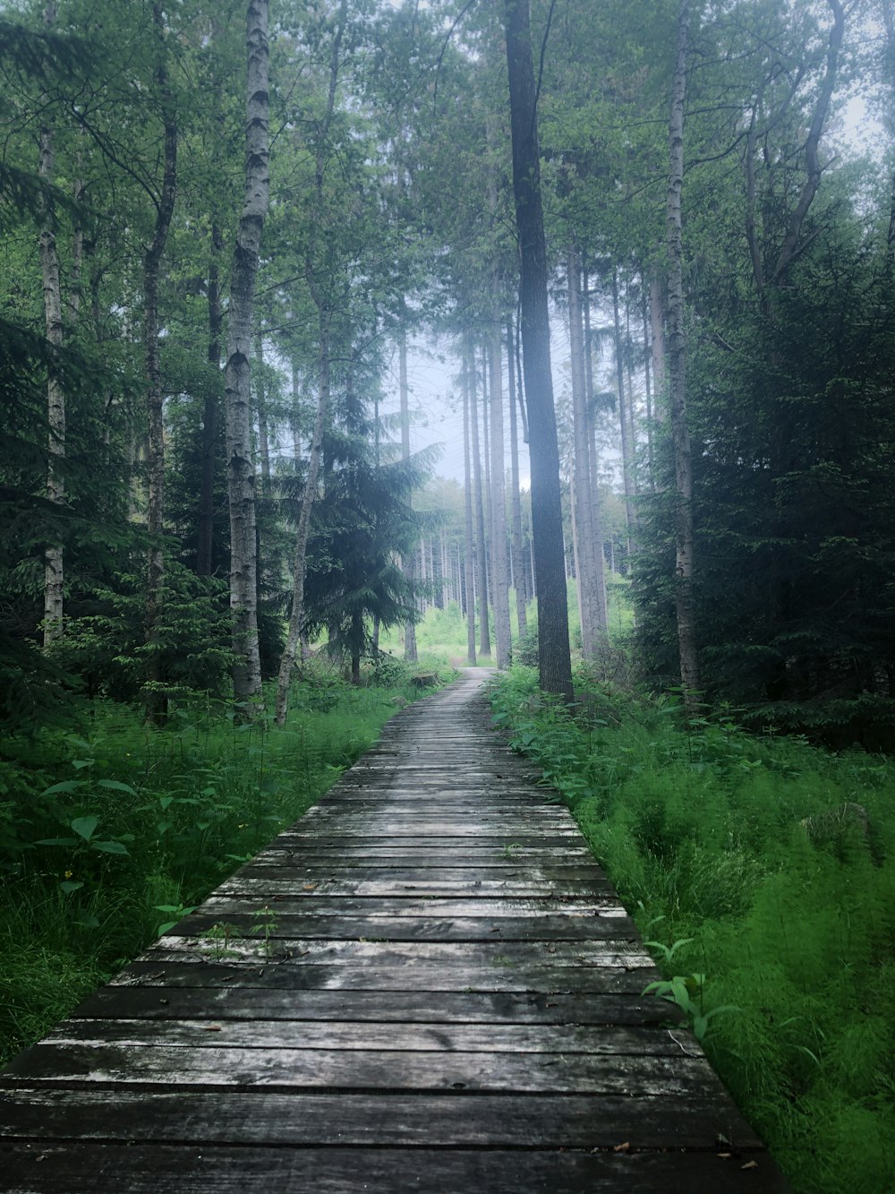 brown wooden pathway in the woods