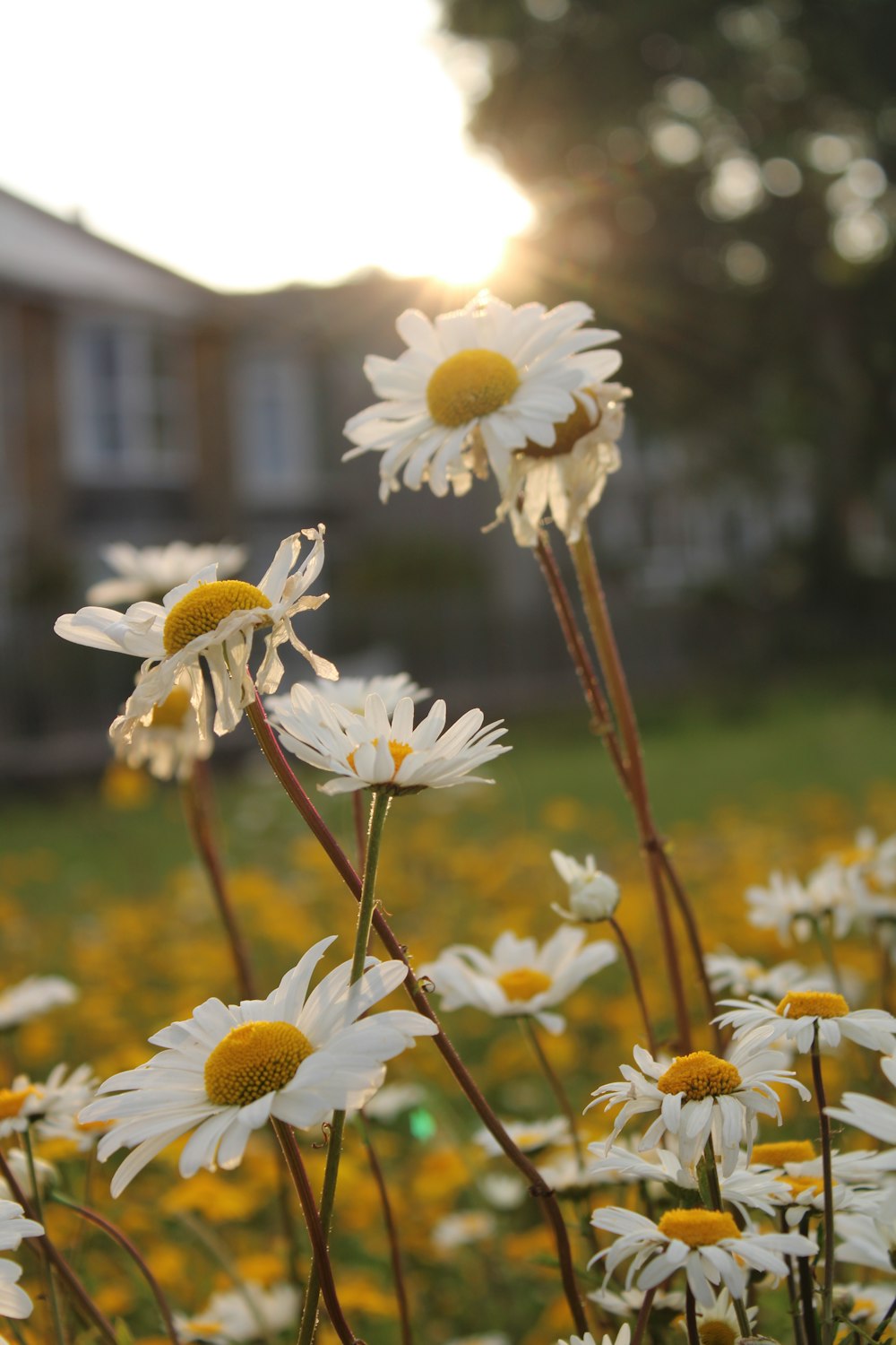 white and yellow flowers in tilt shift lens