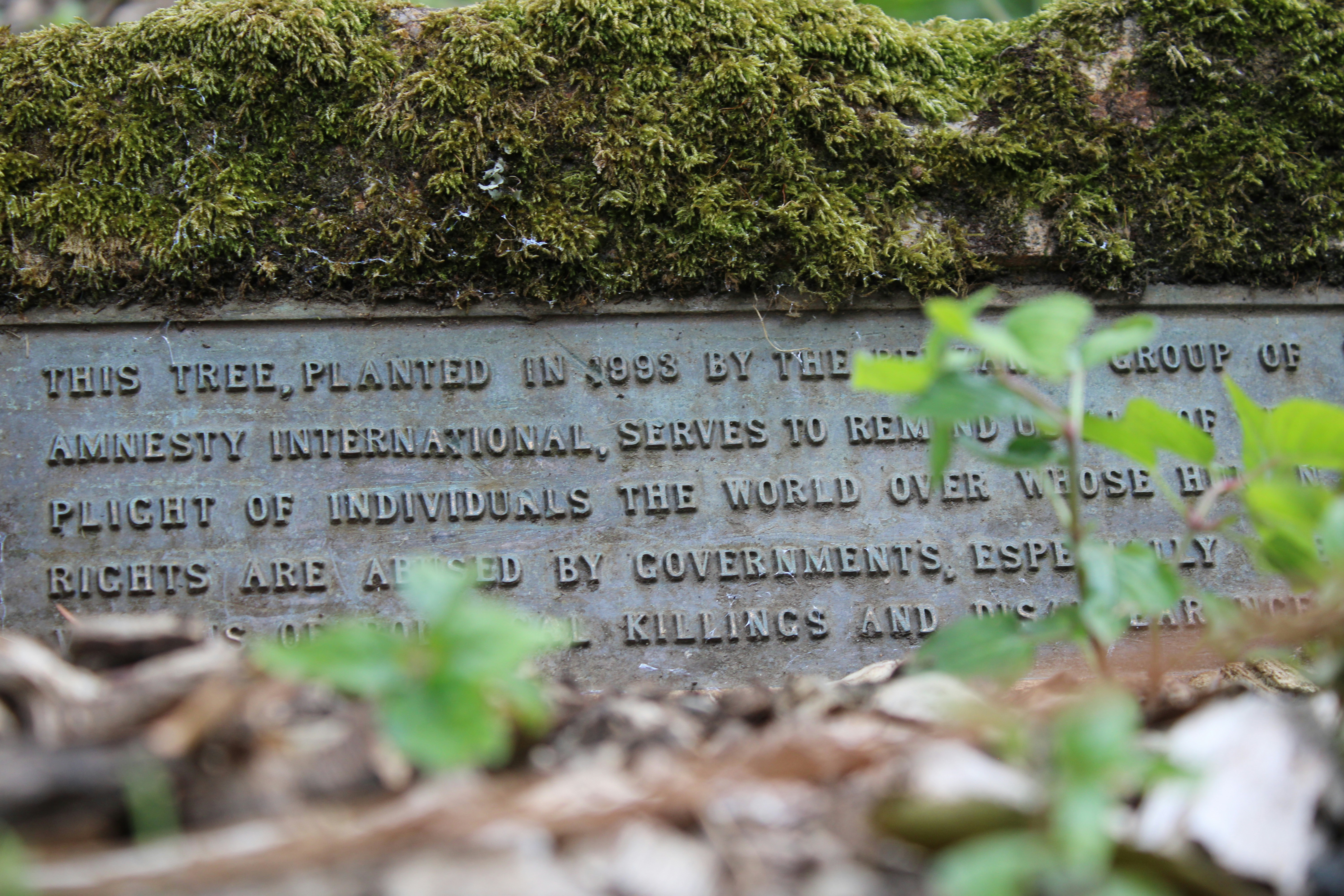 A moss-covered stone plaque contains a message about a tree planted by the local group of Amnesty International. The plaque is partially obscured by plants in the foreground, with text that speaks about reminding us of the plight of individuals whose rights are abused.