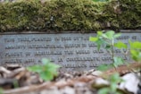 A moss-covered stone plaque contains a message about a tree planted by the local group of Amnesty International. The plaque is partially obscured by plants in the foreground, with text that speaks about reminding us of the plight of individuals whose rights are abused.