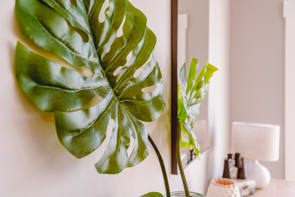 Planta de hojas verdes cerca de la pared blanca