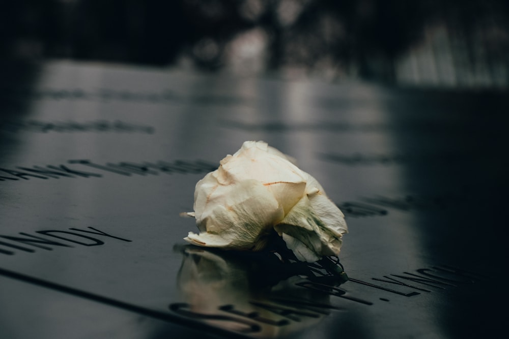 white rose on white paper