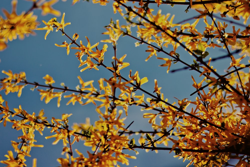 yellow leaves on brown tree branch during daytime