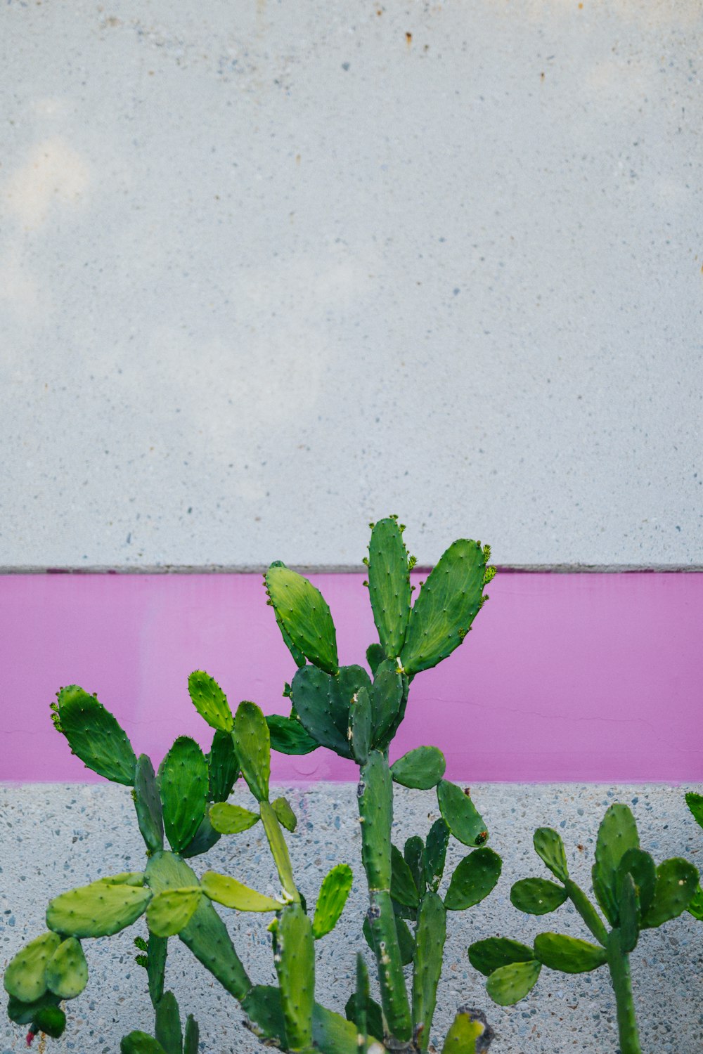 grüne Pflanze an weißer und rosa Wand