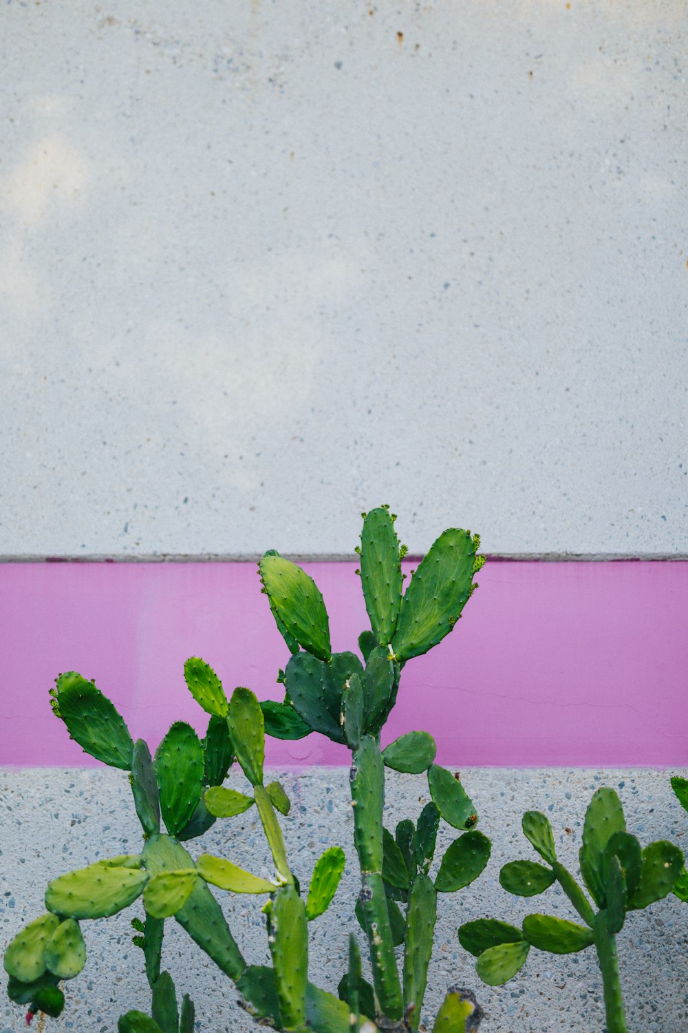 green plant on white and pink wall