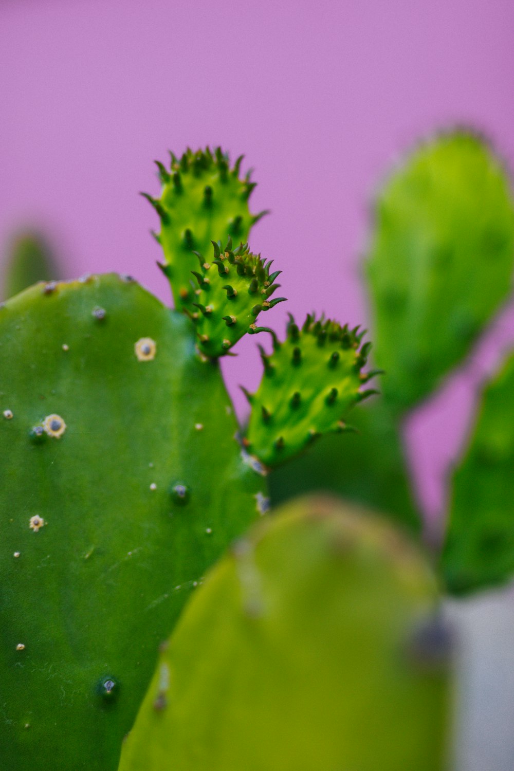 Cactus verde con gotas de agua