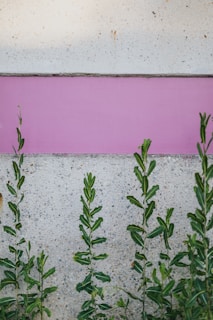 green plant beside pink wall
