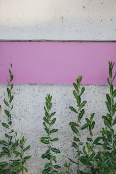 green plant beside pink wall