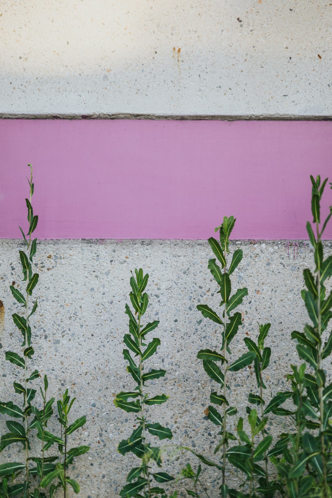 green plant beside pink wall