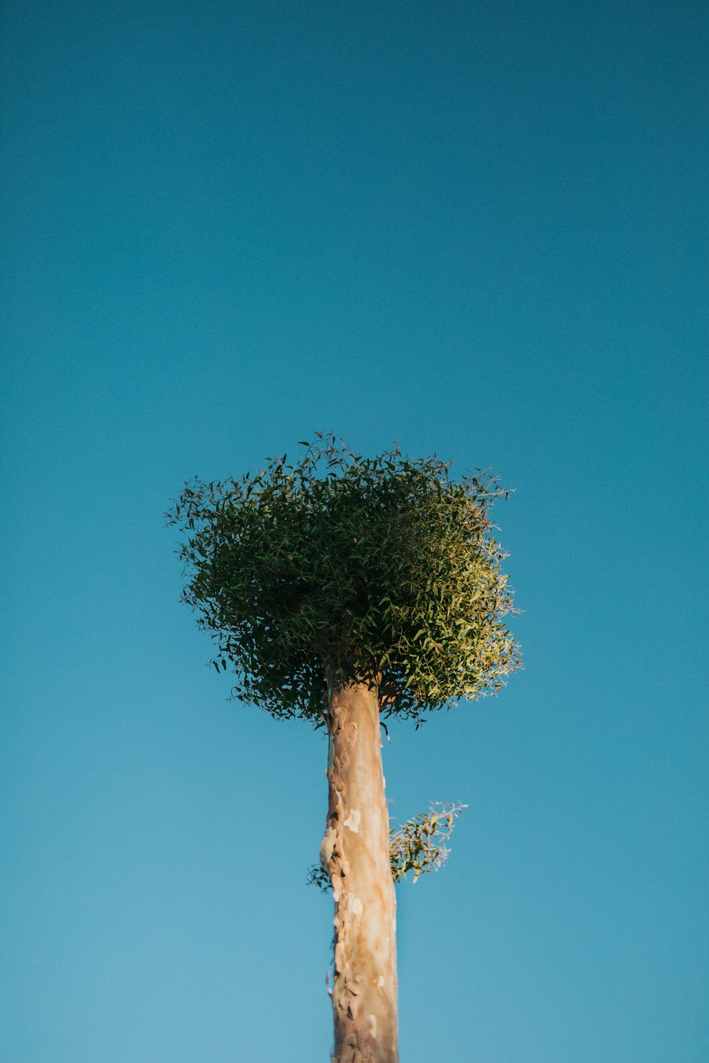 green tree under blue sky during daytime