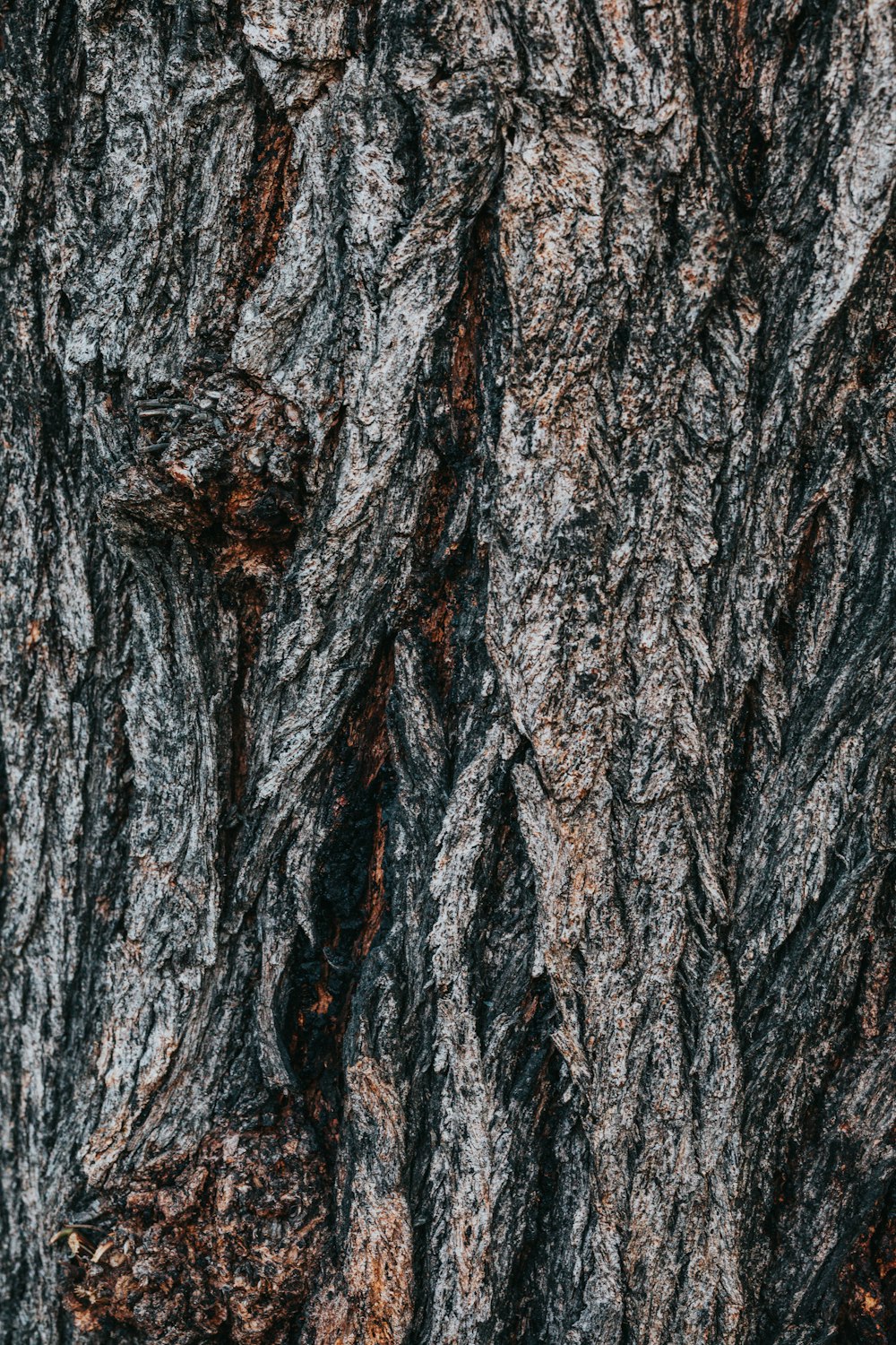 brown and black tree trunk