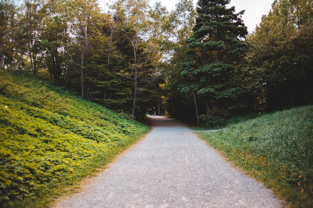 gray concrete road between green trees during daytime