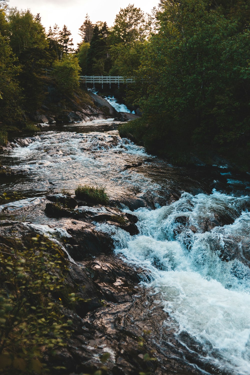 river in the middle of forest