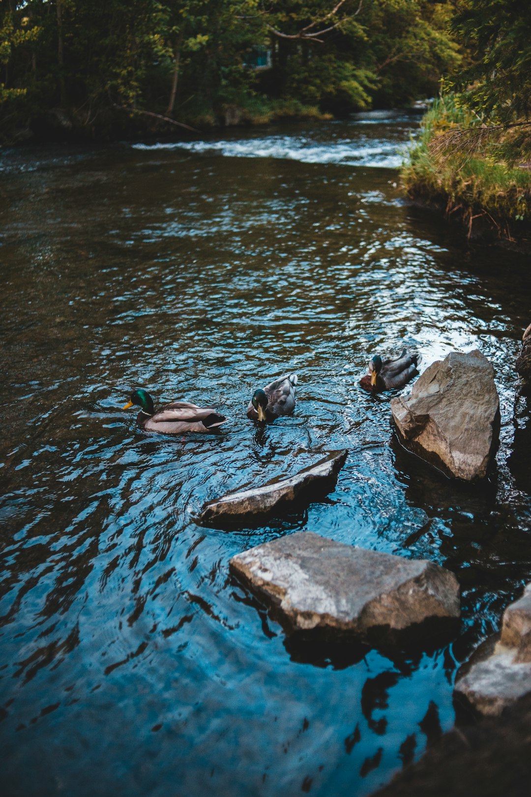 gray and black fish on water