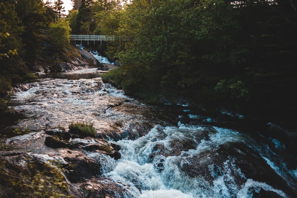 green trees beside river during daytime