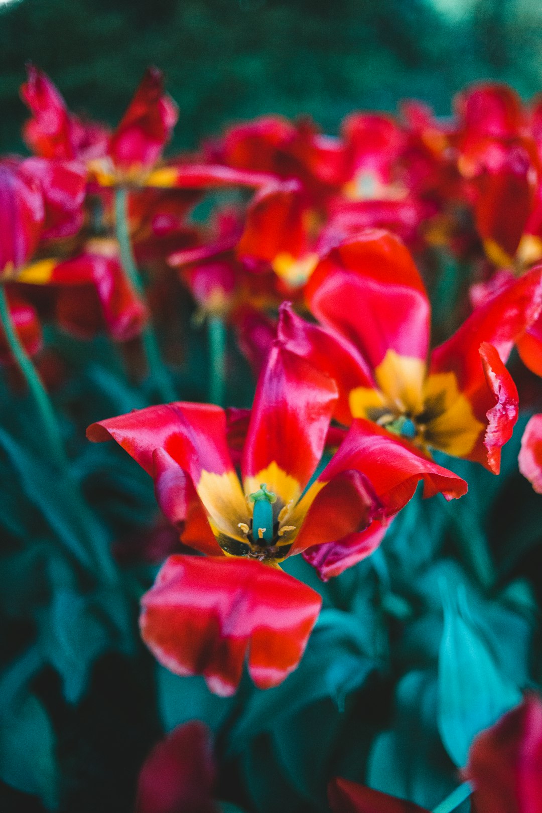 red and yellow flower in macro shot