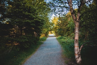 A serene nature path inviting to a peaceful, anxiety-free journey.