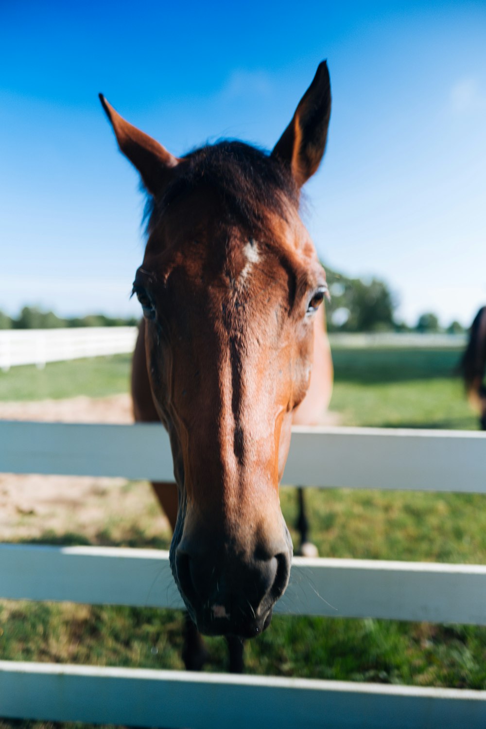 brown horse in a field during daytime