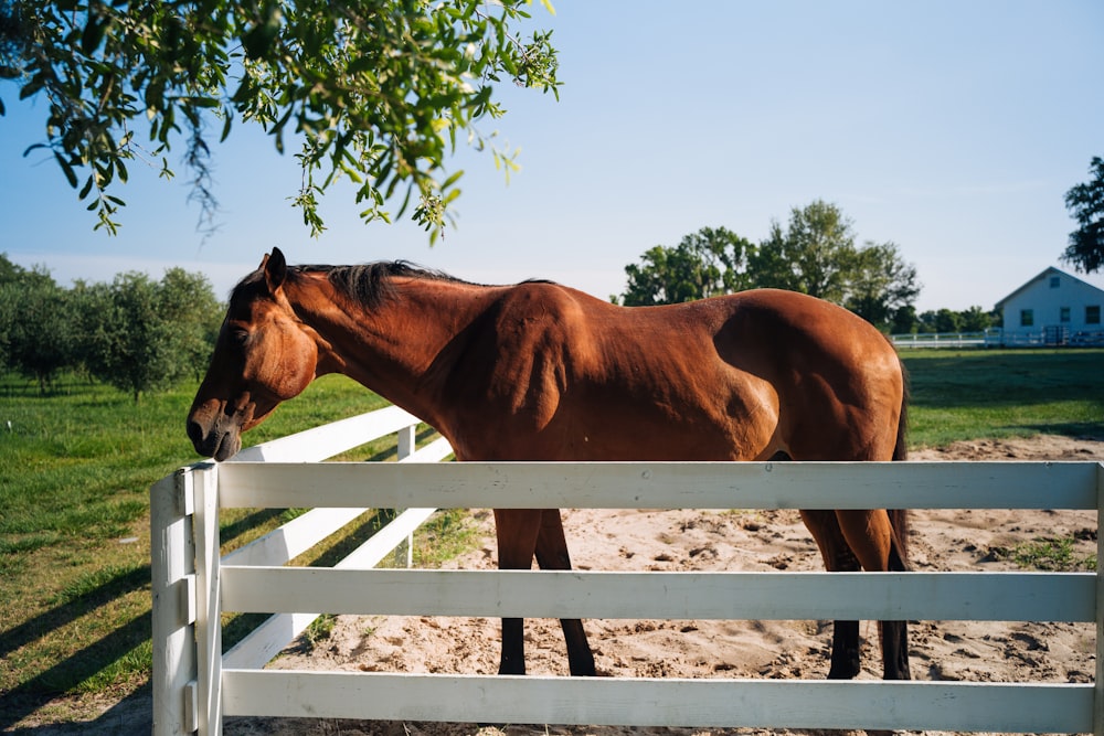 brown horse on white wooden fence during daytime