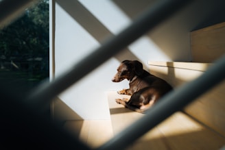 A candid image of a dachshund resting comfortably on a sunny windowsill.