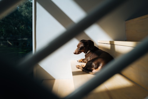 A candid image of a dachshund resting comfortably on a sunny windowsill.