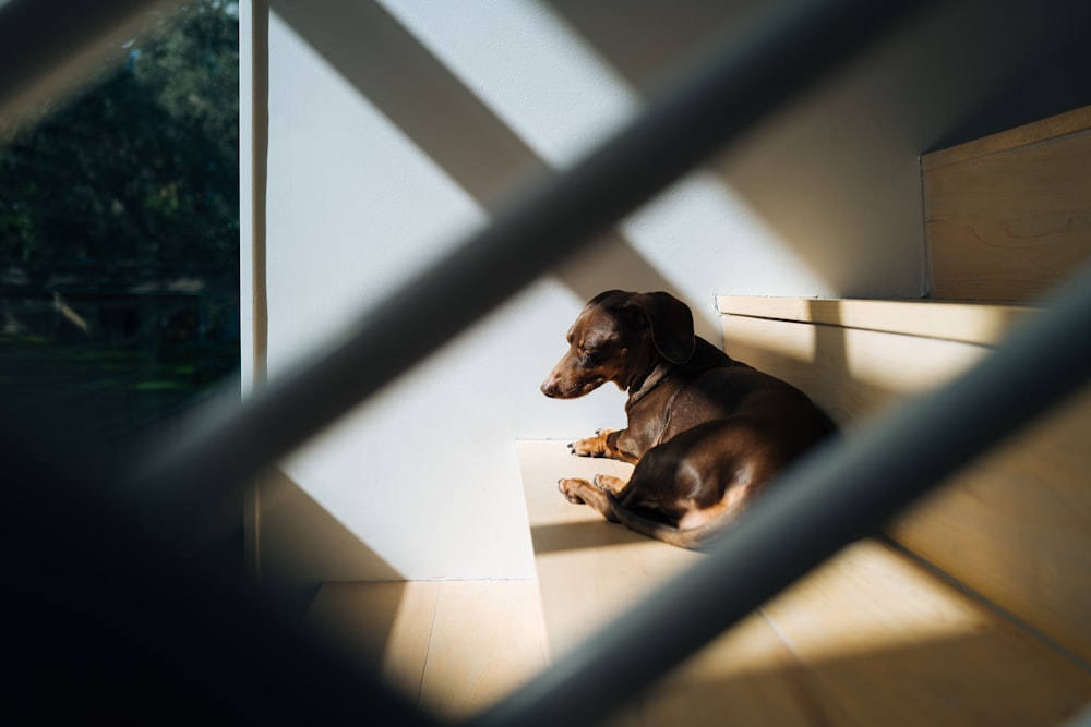 brown short coated dog on white ceramic floor tiles